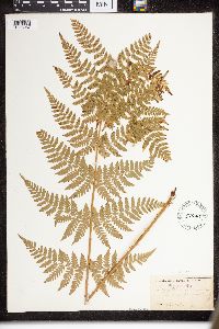 Dryopteris intermedia image