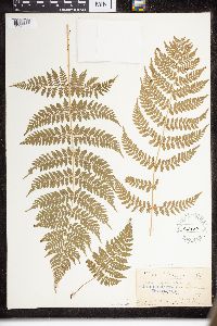Dryopteris intermedia image