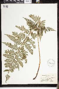 Dryopteris intermedia image