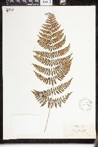 Dryopteris intermedia image