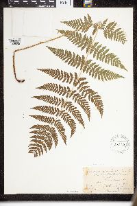 Dryopteris intermedia image
