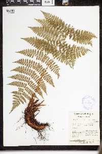 Dryopteris intermedia image