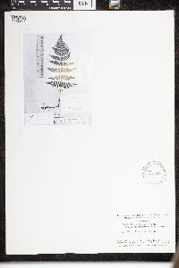 Dryopteris intermedia image