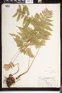 Dryopteris intermedia image