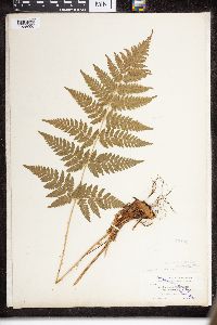 Dryopteris intermedia image