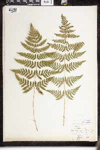 Dryopteris intermedia image