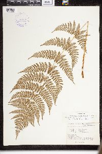 Dryopteris intermedia image
