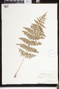 Dryopteris intermedia image