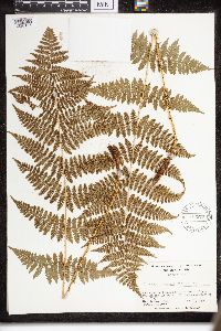 Dryopteris intermedia image