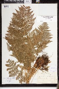 Dryopteris intermedia image