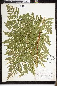 Dryopteris intermedia image