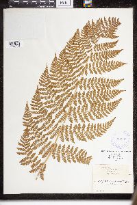 Dryopteris intermedia image