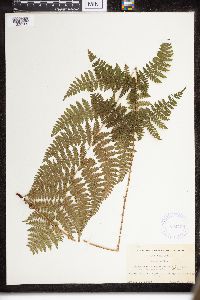 Dryopteris intermedia image