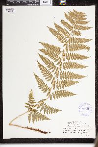 Dryopteris intermedia image