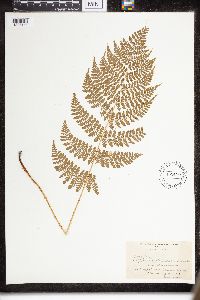 Dryopteris intermedia image