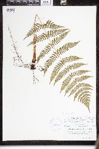 Dryopteris intermedia image
