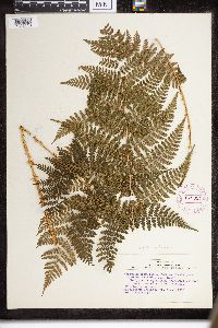 Dryopteris intermedia image