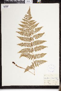 Dryopteris intermedia image