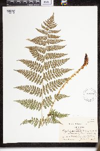 Dryopteris intermedia image
