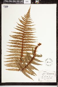 Dryopteris filix-mas image