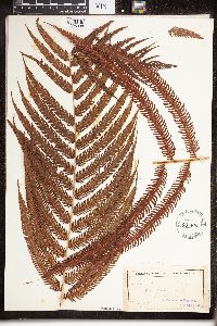 Media resource of Thelypteris clivalis