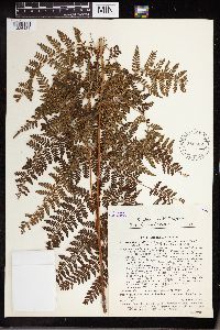 Dryopteris campyloptera image