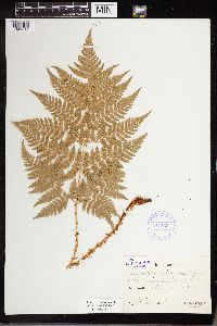 Dryopteris campyloptera image