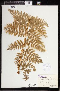 Dryopteris campyloptera image