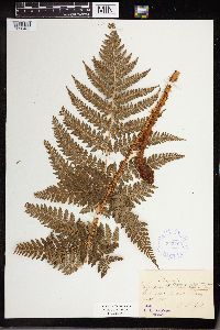Dryopteris campyloptera image