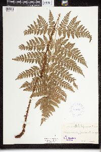 Dryopteris campyloptera image
