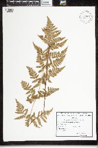 Dryopteris carthusiana image