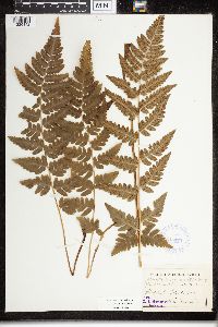 Dryopteris cristata image