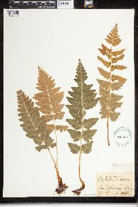 Dryopteris cristata image