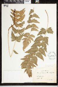 Dryopteris cristata image