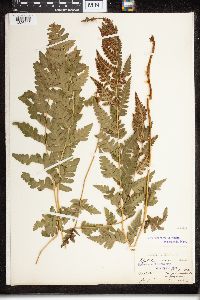 Dryopteris cristata image