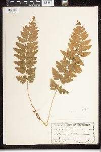Dryopteris cristata image