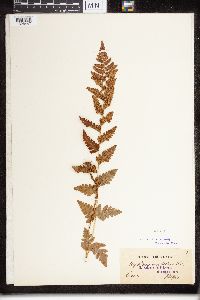 Dryopteris cristata image