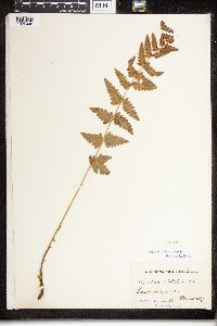 Dryopteris cristata image