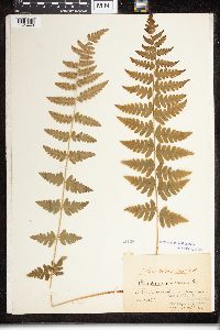 Dryopteris cristata image