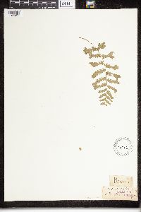 Dryopteris cristata image