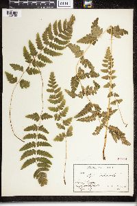 Dryopteris cristata image