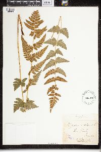 Dryopteris cristata image