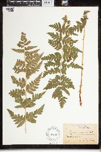 Dryopteris cristata image