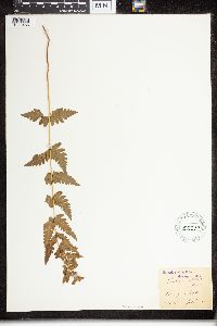 Dryopteris cristata image