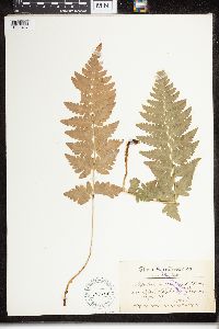 Dryopteris cristata image