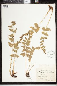 Dryopteris cristata image