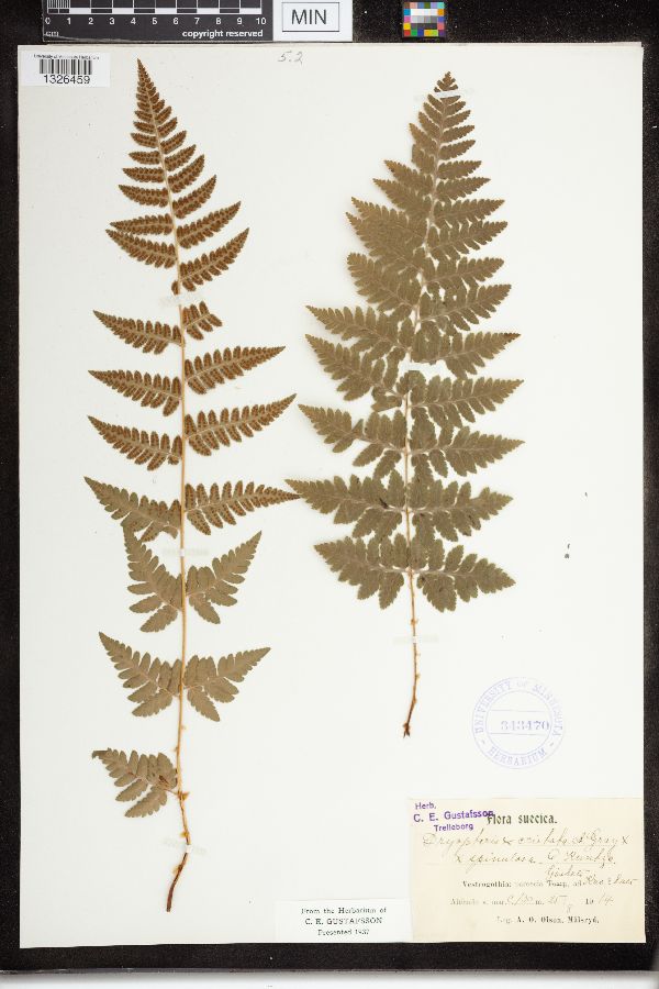 Dryopteris cristata x spinulosa image