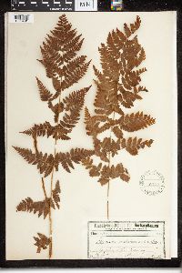 Dryopteris cristata image