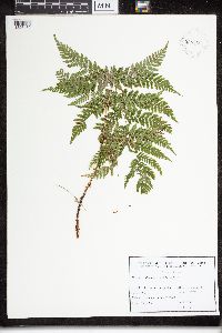 Dryopteris campyloptera image