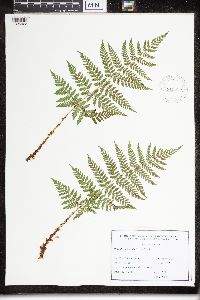 Dryopteris campyloptera image